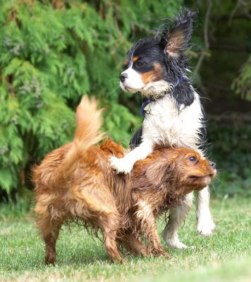 I'm top dog
الكلمات الإستدلالية(لتسهيل البحث): Ruby Jasper King Charles Spaniel