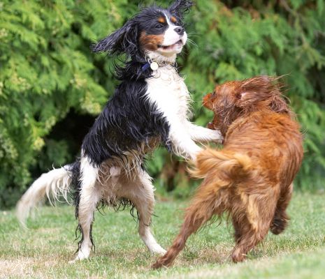 I just love winning!
Anahtar kelimeler: Jasper Ruby King Charles Spaniel