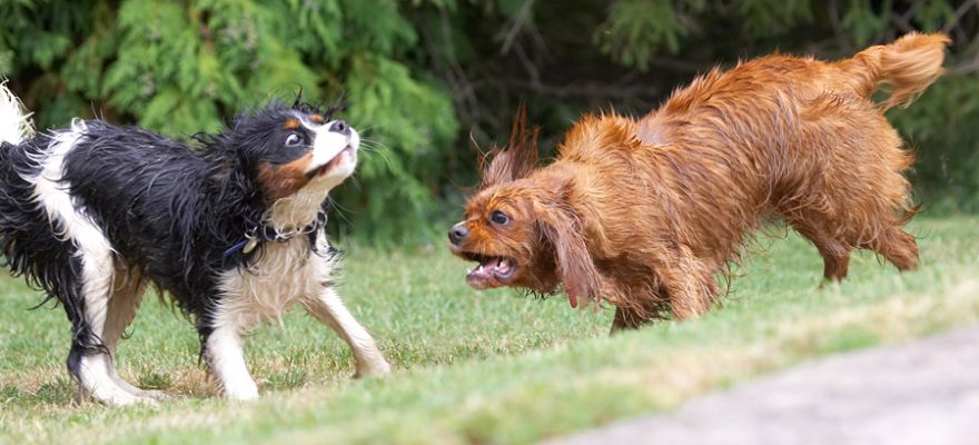 Oooh, I'm scared - NOT!
Schlüsselwörter: Ruby Jasper King Charles Spaniel