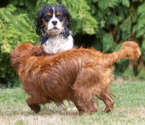 Oh, Ruby, give it a rest
Ključne besede: Jasper Ruby King Charles Spaniel