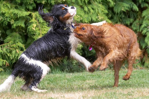 Ruby, you've got too much energy
Słowa kluczowe: Ruby Jasper King Charles Spaniel