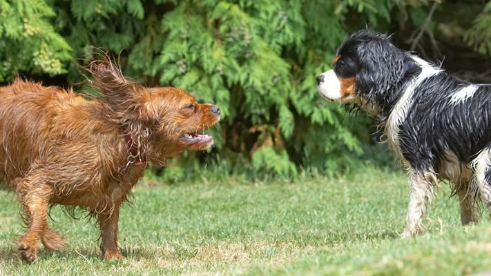 Your face will stay like that if you're not careful
Keywords: Ruby Jasper King Charles Spaniel