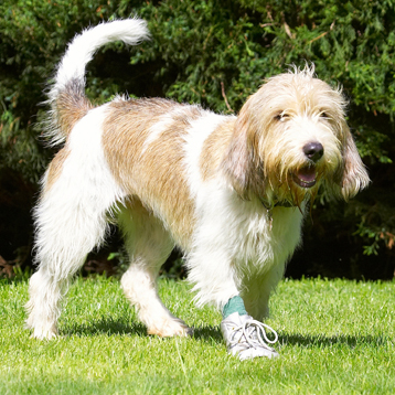 D'ya like my footwear?
Palabras clave: Dog Dogs Grand Vendeed Bassett Hound Hounds Libbie Tongue