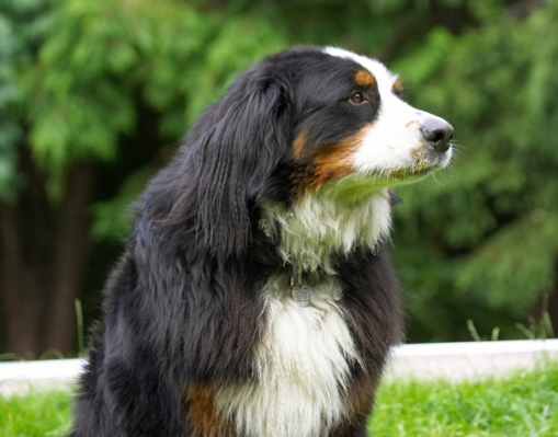 Jus' savouring it
Schlüsselwörter: Bernese Mountain Dog Digby Dogs