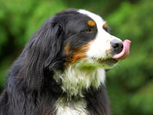 This is my kind of activity
Ключевые слова: Bernese Mountain Dog Digby Dogs Tongue