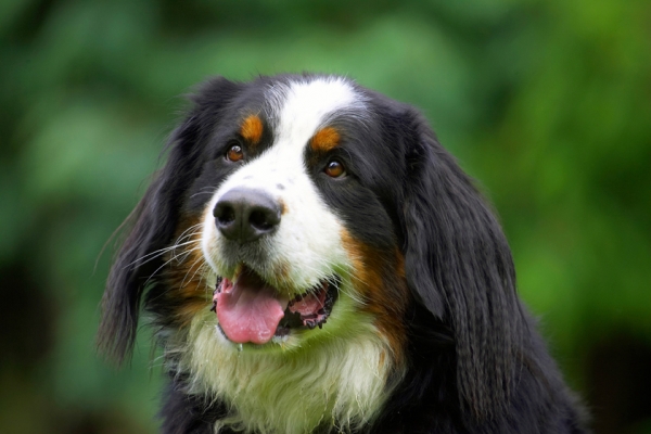 Is there more? .........
Palabras Clave: Bernese Mountain Dog Digby Dogs Tongue