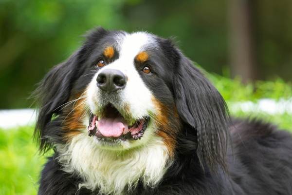 ............. pleeeeeeeeeeeeeese
Ключови думи: Bernese Mountain Dog Digby Dogs Tongue