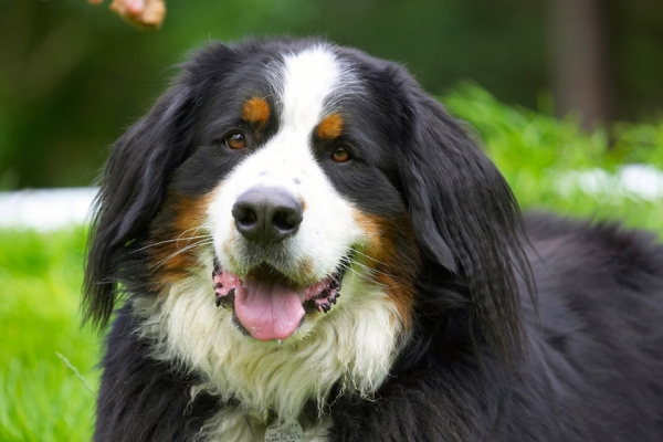 Yeah, whaddya want?!
Keywords: Bernese Mountain Dog Digby Dogs Tongue