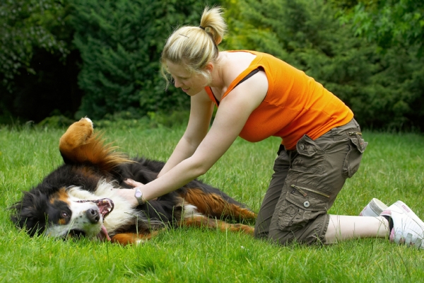 I know, I'm just a hedonist
Ključne besede: Bernese Mountain Dog Digby Dogs