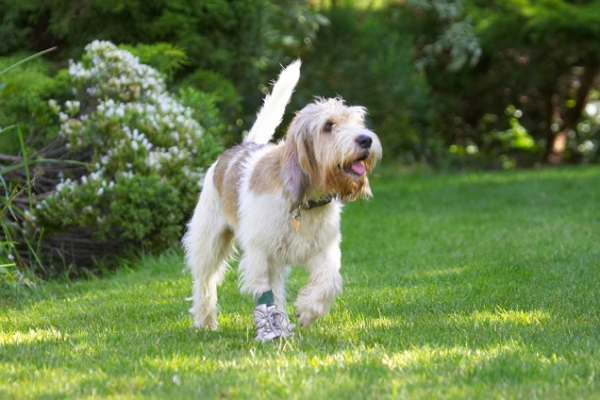 Jus' steppin' out
Klíčová slova: Dog Dogs Grand Vendeed Bassett Hound Hounds Libbie Tongue