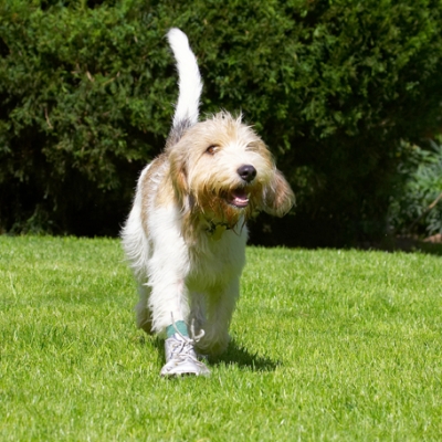 Best foot forward
Ključne besede: Dog Dogs Grand Vendeed Bassett Hound Hounds Libbie Tongue