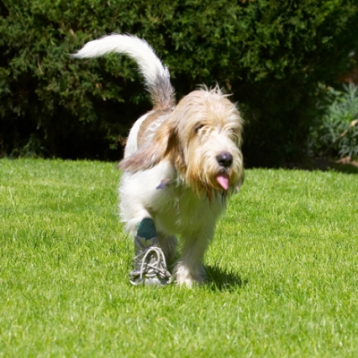 It's hard being a fashion icon
Anahtar kelimeler: Dog Dogs Grand Vendeed Bassett Hound Hounds Libbie Tongue