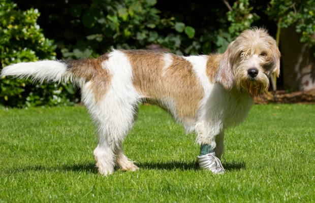 You called ...........
Schlüsselwörter: Dog Dogs Grand Vendeed Bassett Hound Hounds Libbie Tongue