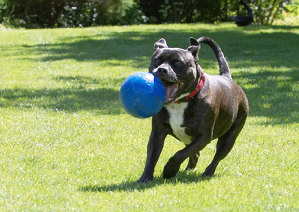 This ball is just my size
Keywords: Dog Dogs Kira Staffordshire Bull Terrier Terriers