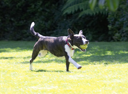 This ball is just MY size
Keywords: Collie Dog Dogs Sasha Staffordshrie Bull Terrier Terriers Tongue