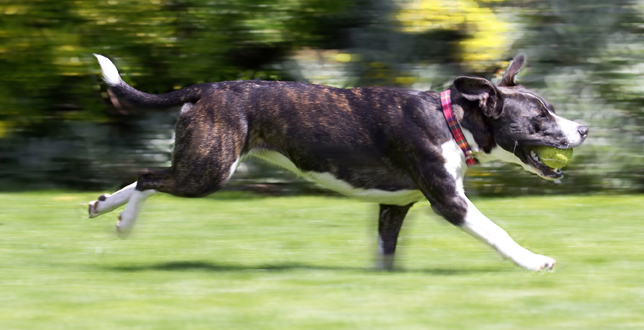 Faster than the speed of ..........
Klíčová slova: Collie Dog Dogs Sasha Staffordshrie Bull Terrier Terriers Tongue