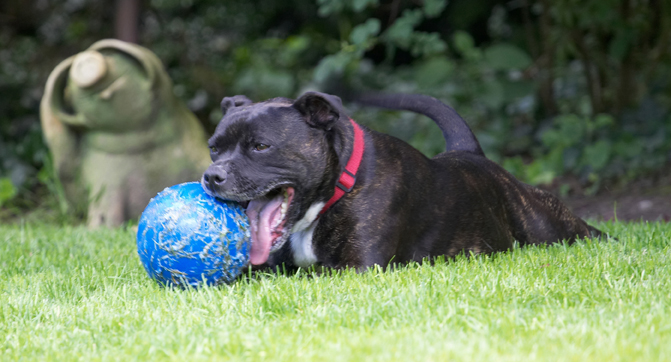 Chow down time and who's my friend!
Mots-clés: Dog Dogs Kira Staffordshire Bull Terrier Terriers Tongue