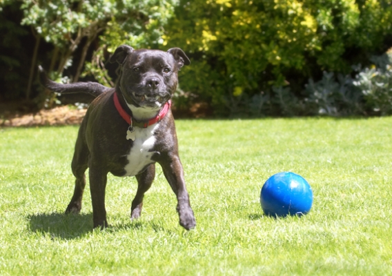 Where'd the ball go?
Λέξεις-κλειδιά: Dog Dogs Kira Staffordshire Bull Terrier Terriers
