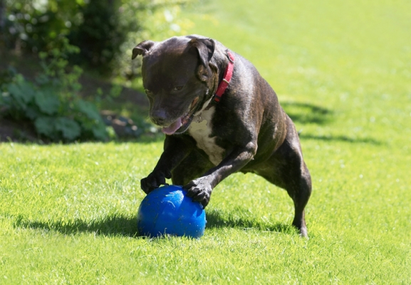 I'm just playing
Palabras clave: Dog Dogs Kira Staffordshire Bull Terrier Terriers