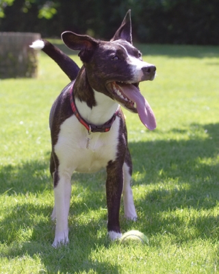 Gotta take a break
Ключові слова: Collie Dog Dogs Sasha Staffordshrie Bull Terrier Terriers Tongue