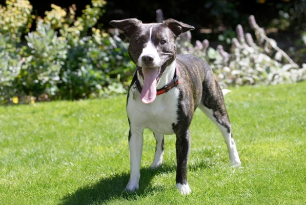 OK, let's go
Schlüsselwörter: Collie Dog Dogs Sasha Staffordshrie Bull Terrier Terriers Tongue