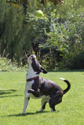 It's mine
Anahtar kelimeler: Collie Dog Dogs Sasha Staffordshrie Bull Terrier Terriers Tongue