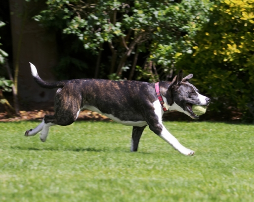 Busy, busy, busy
Ключові слова: Collie Dog Dogs Sasha Staffordshrie Bull Terrier Terriers Tongue