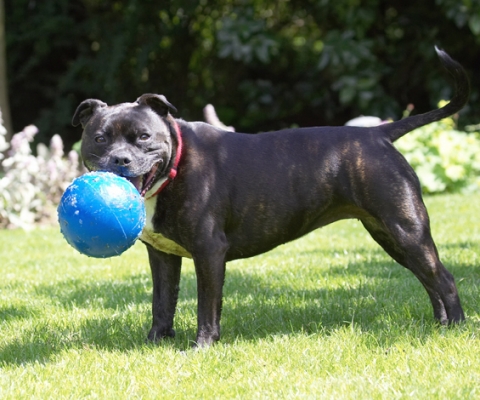 Yeah, I've got a good grip
Ključne besede: Dog Dogs Kira Staffordshire Bull Terrier Terriers