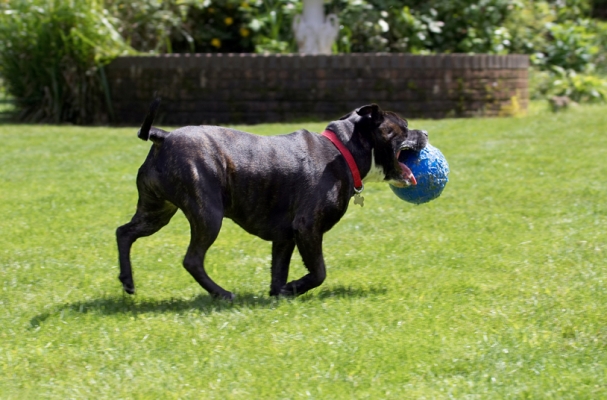 Anahtar kelimeler: Dog Dogs Kira Staffordshire Bull Terrier Terriers