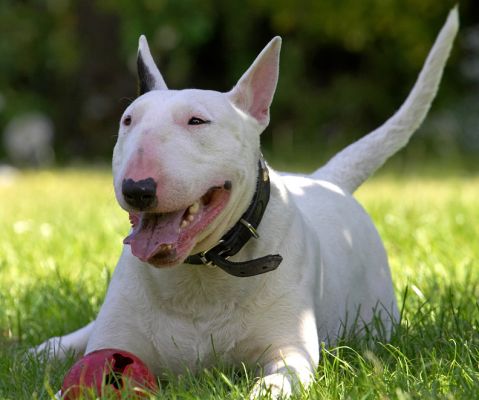 Ah, the shade
Ключові слова: Bella English Bull Terrier