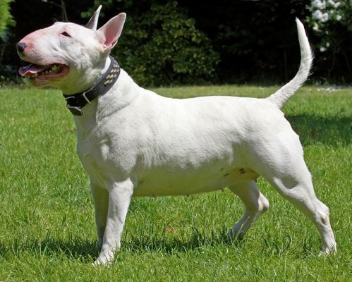 Practising my Crufts pose
Schlüsselwörter: Bella English Bull Terrier