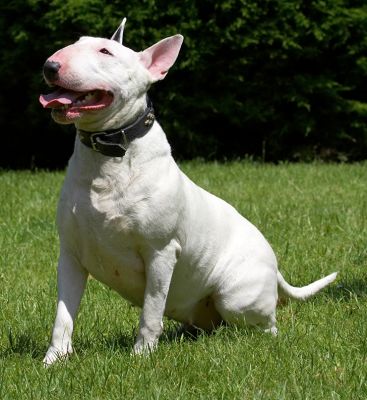 Is he ever going to throw the ball?
Palabras clave: Bella English Bull Terrier
