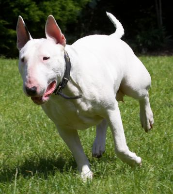 Focus!
Mots-clés: Bella English Bull Terrier