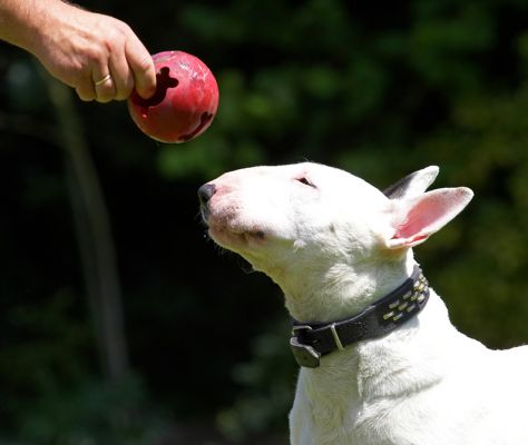 Cute!
Mots-clés: Bella English Bull Terrier