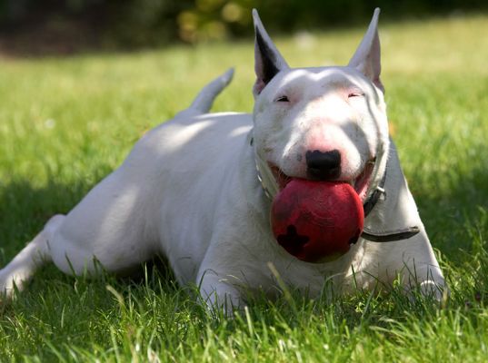 A mouthful!
Trefwoorden: Bella English Bull Terrier