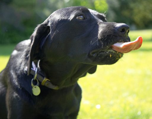 This beats chasing a ball
Avainsanat: Ben Black Labrador