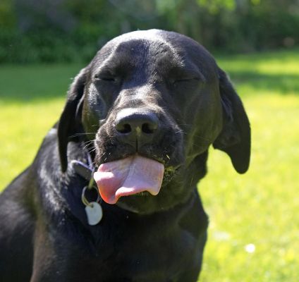 My tongue is ready to receive
Keywords: Ben Black Labrador