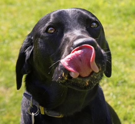 Got it!
Ключови думи: Ben Black Labrador