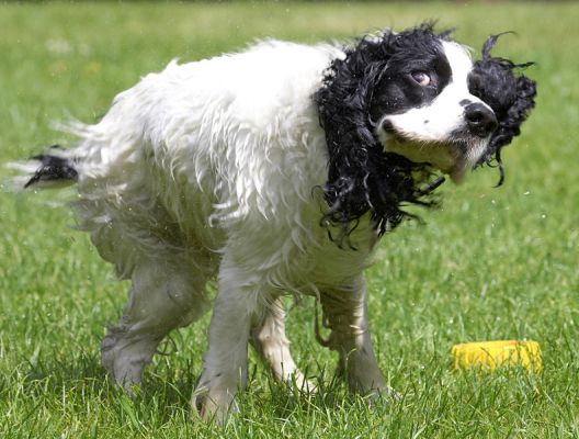 Drying off
Ключові слова: Charlie Cocker Spaniel