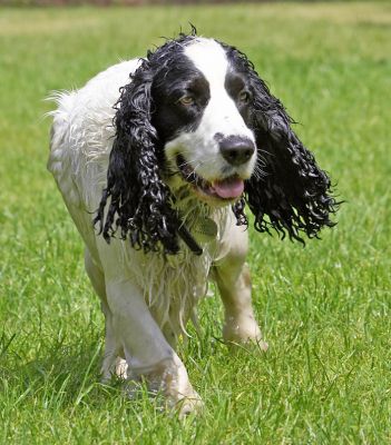 Happy Dawg
Ključne besede: Charlie Cocker Spaniel
