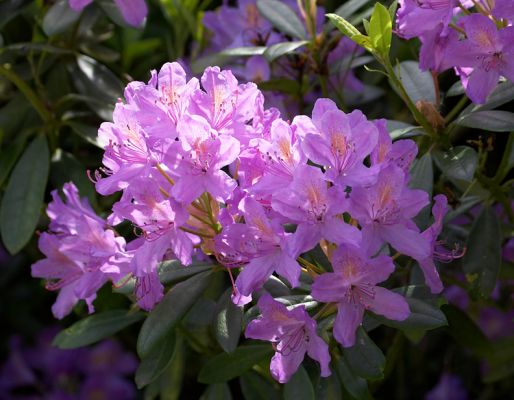 Summer Flowers
