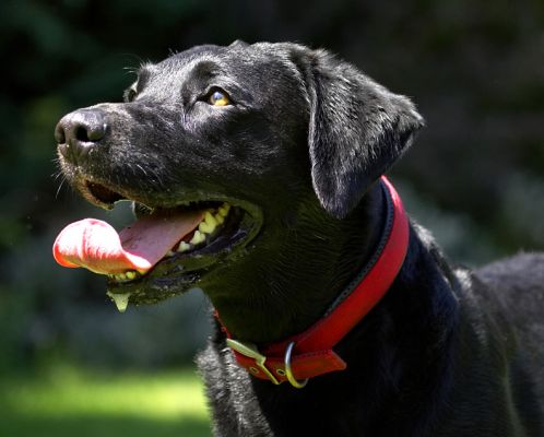 Waiting for the ball
Trefwoorden: Harvey Black Labrador