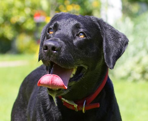 C'mon then...
Ключові слова: Harvey Black Labrador
