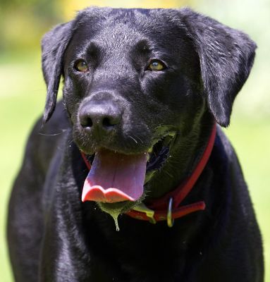 Enough with the camera - throw the ball
Ключові слова: Harvey Black Labrador