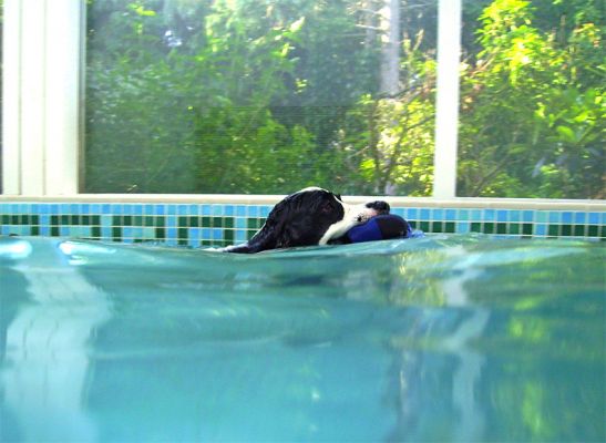 Heading for the ramp
Keywords: Charlie Cocker Spaniel swimming hydrotherapy