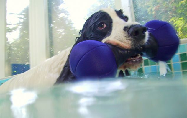 I'm really good at this ramp thing now
Λέξεις-κλειδιά: Charlie Cocker Spaniel swimming hydrotherapy