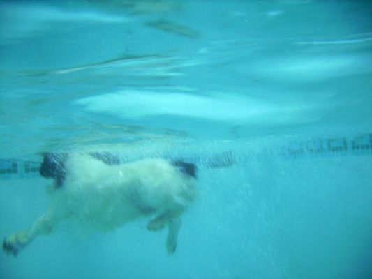 'Ere I go
Underwater photo of Charlie swimming back to the PetRamp.
Ключови думи: Charlie Cocker Spaniel swimming hydrotherapy