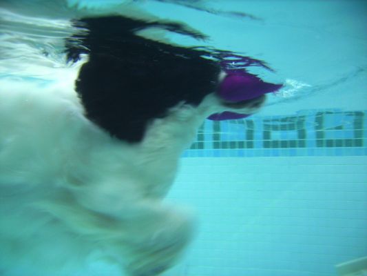 Busy, busy, busy
Klíčová slova: Charlie Cocker Spaniel swimming hydrotherapy