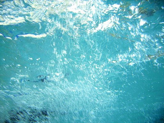 I'm in.................
An underwater photo of Charlie jumping into the pool.  It's all just bubbles!
Keywords: Charlie Cocker Spaniel swimming hydrotherapy