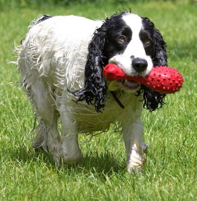 I'm bringing it back.........
Anahtar kelimeler: Charlie Cocker Spaniel